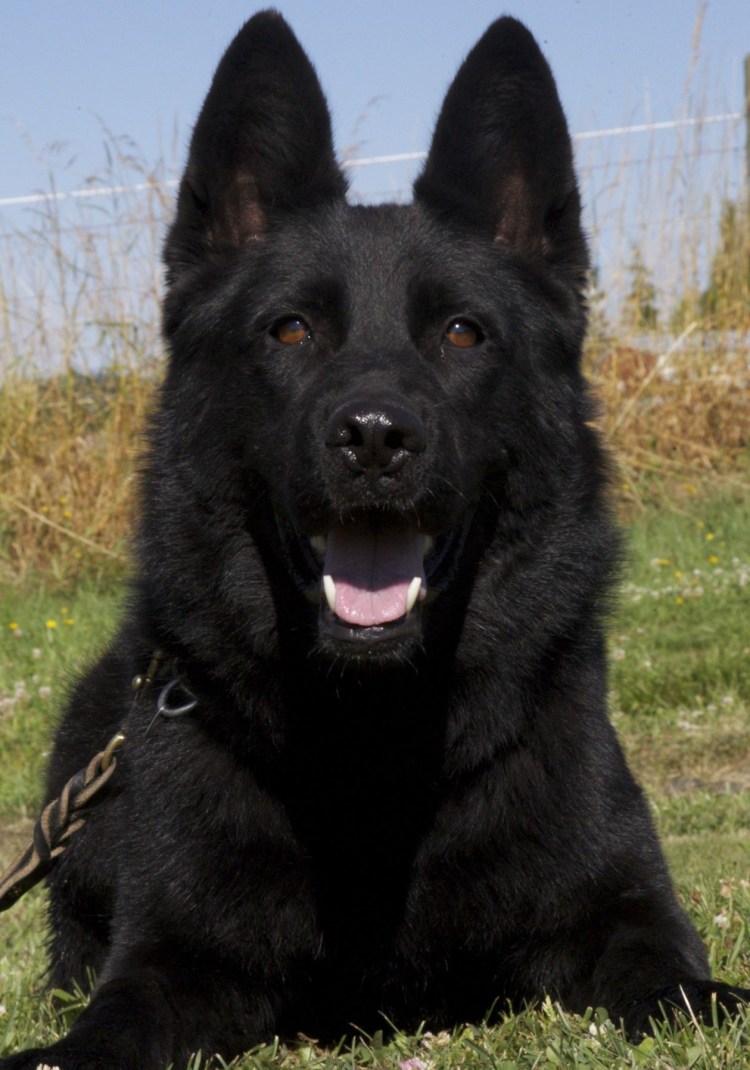 Сторожевые породы собак для частного дома