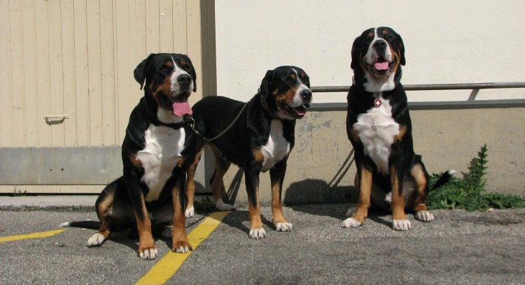 Большие сторожевые собаки