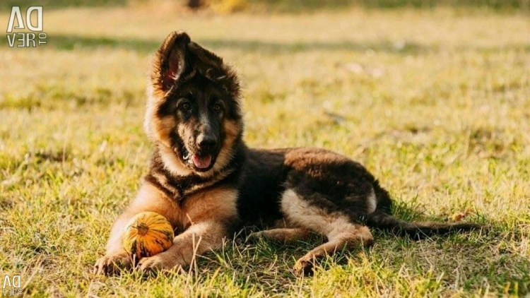 Породы больших сторожевых собак