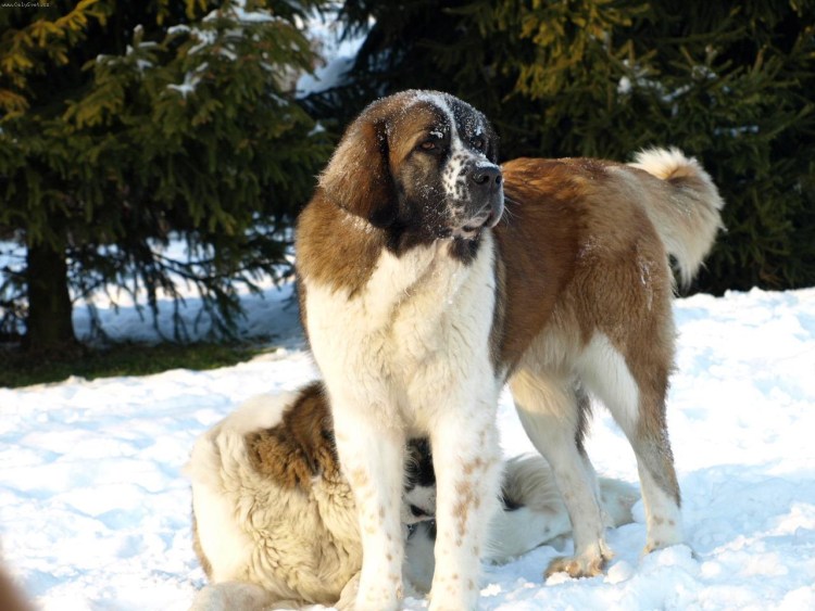 Собаки породы Московская сторожевая