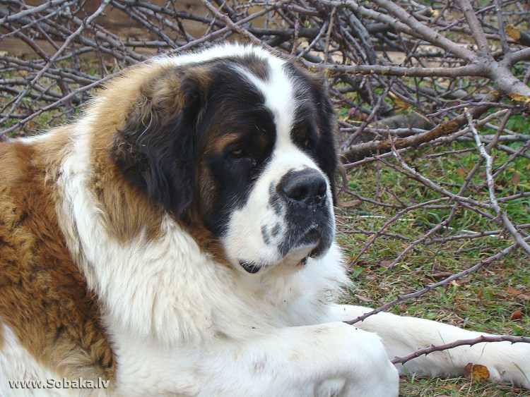 Кавказская овчарка пегая