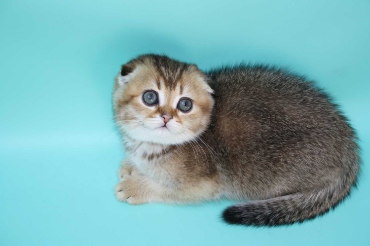 Британская тикированная шиншилла