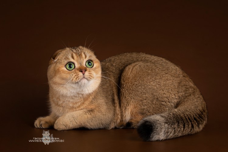 Шотландская скоттиш фолд ny25
