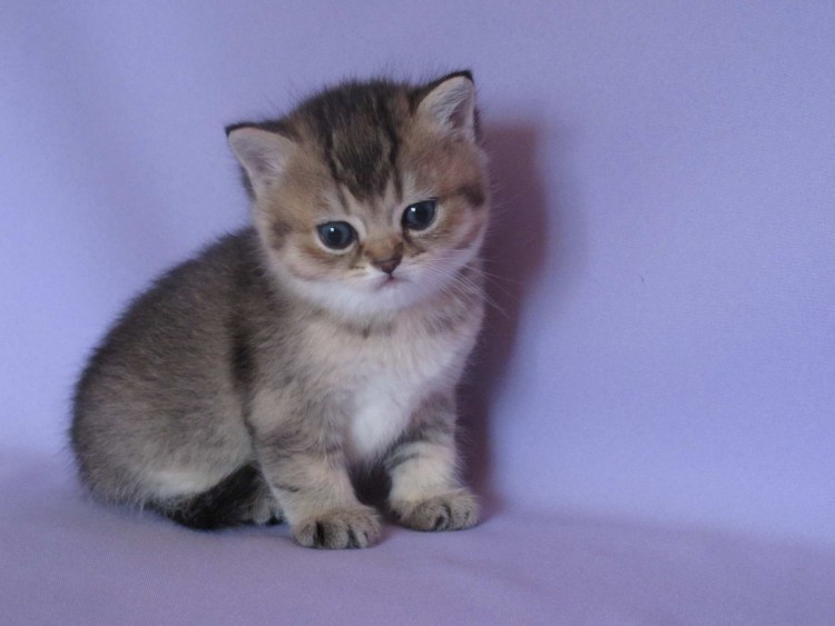 Окрас ny25 Шотландская