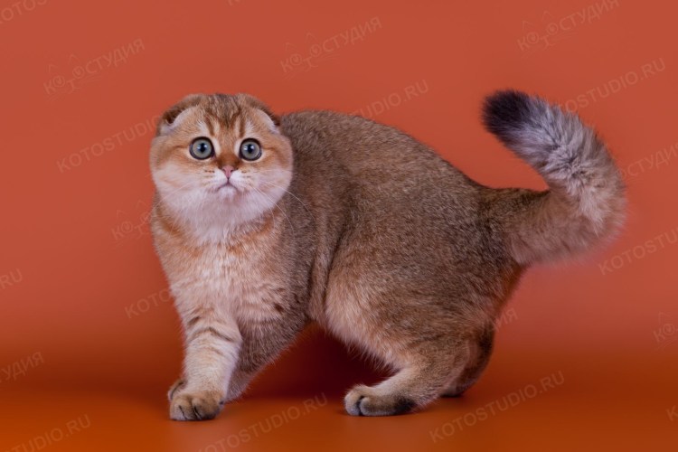 Кот британский тикированный шиншилла ny25