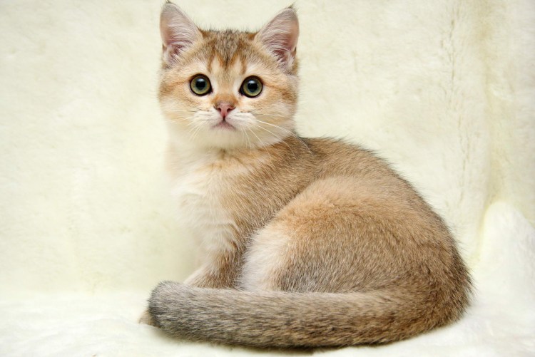 Шотландская Золотая тикированная шиншилла