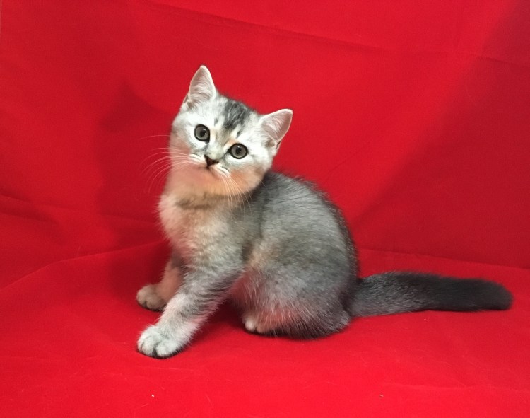 Тикированный табби британец