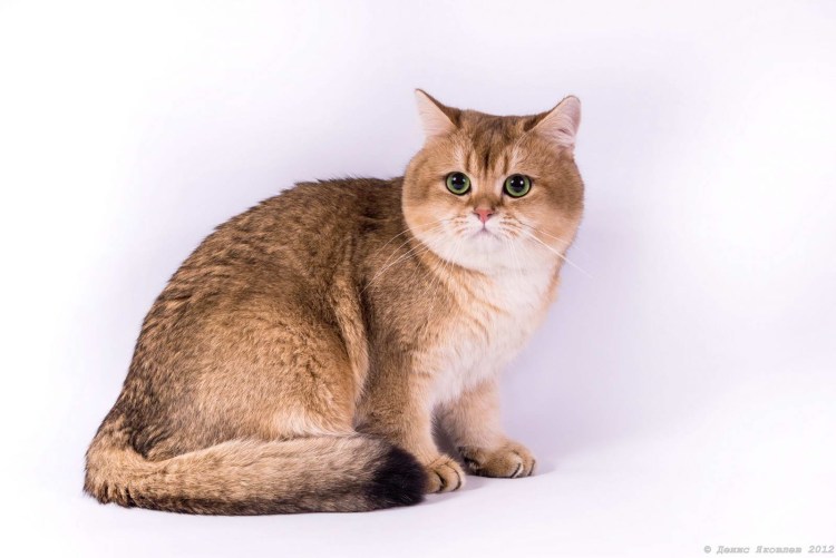 Шотландская Золотая тикированная шиншилла