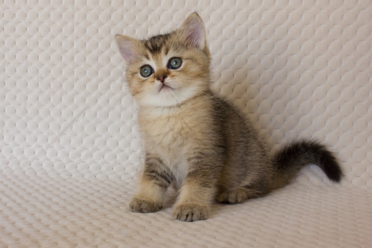 Скоттиш страйт черный тикированный