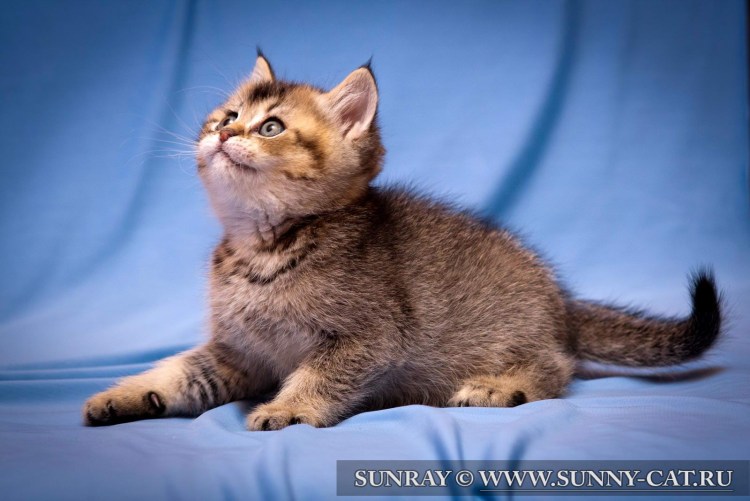 Скоттиш страйт серебристый тикированный