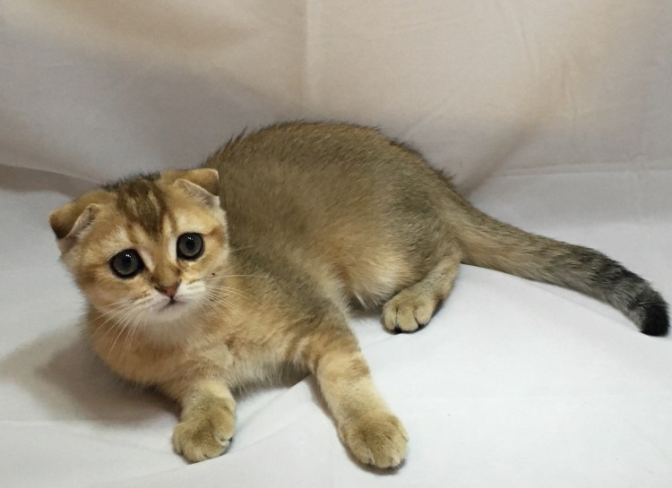 Британская шиншилла Золотая тикированная