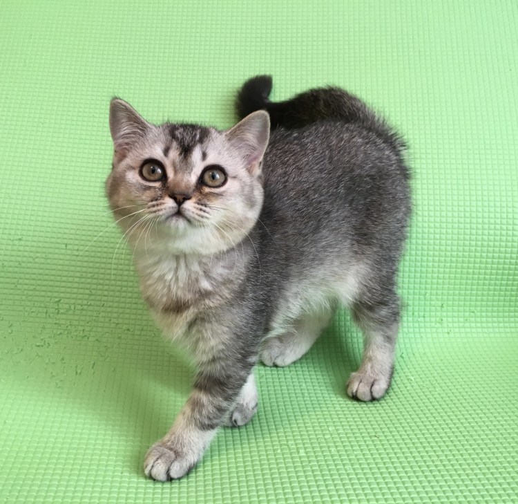 Шотландский вислоухий тикированный