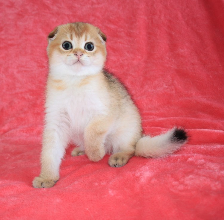 Шотландская вислоухая шиншилла Золотая тикированная