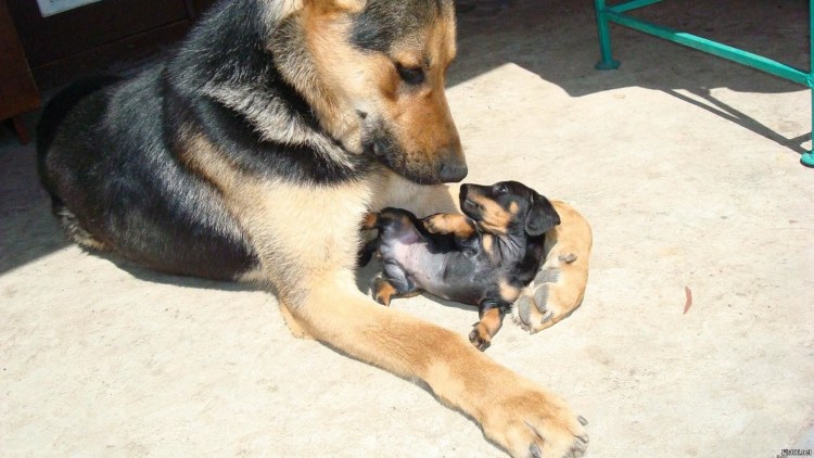 Немецкая овчарка и такса