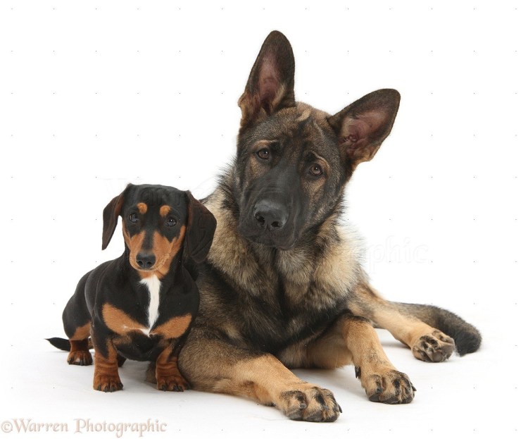 Немецкая овчарка и такса