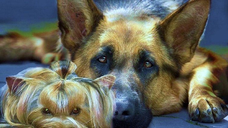 Doberman vs немецкая овчарка