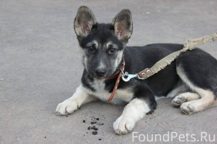 Метис овчарки щенок 4 месяца