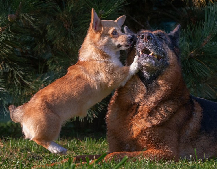 Ротвейлер длинношерстный