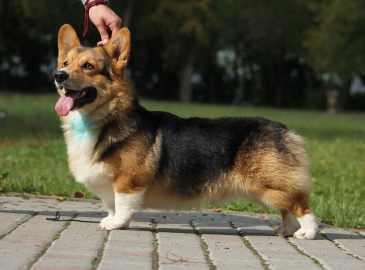 Собака немецкая овчарка