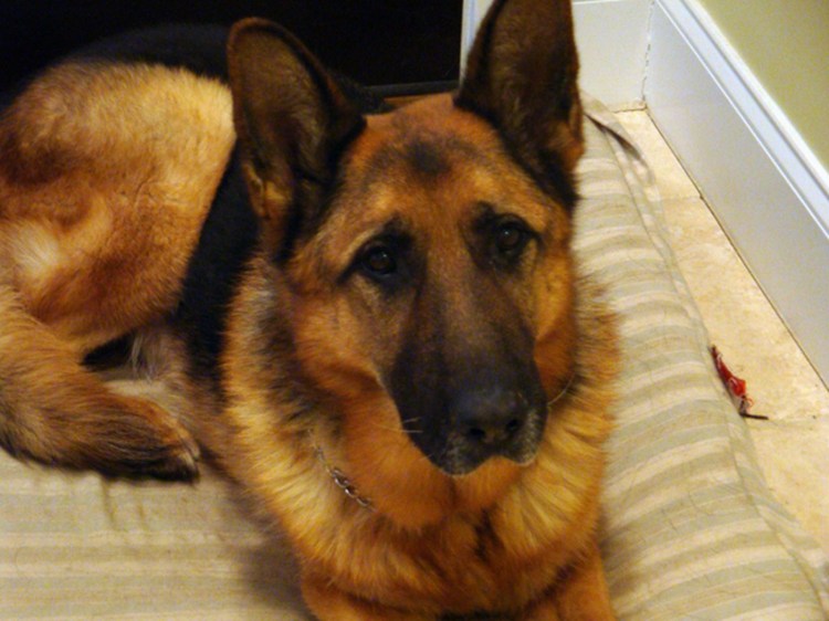 Немецкая овчарка и такса