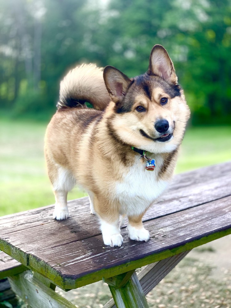 Метис шелти и корги