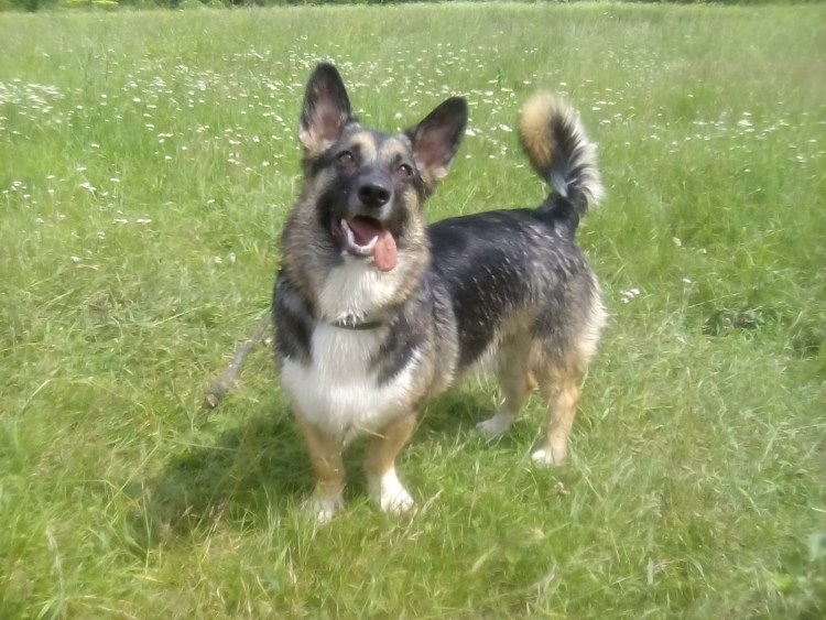 Немецкая овчарка ожирение