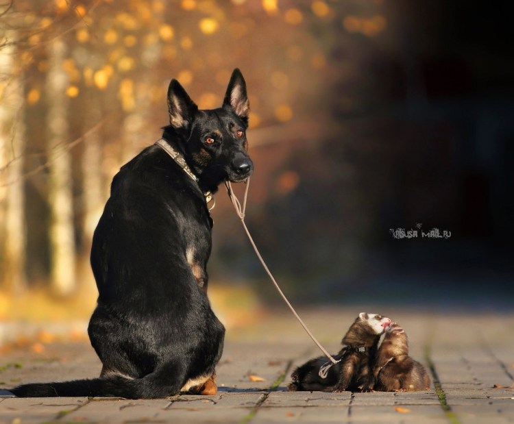 Щенки немецкой овчарки с мамой