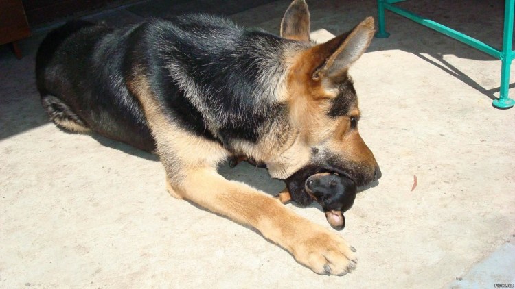 Собака такса и овчарка