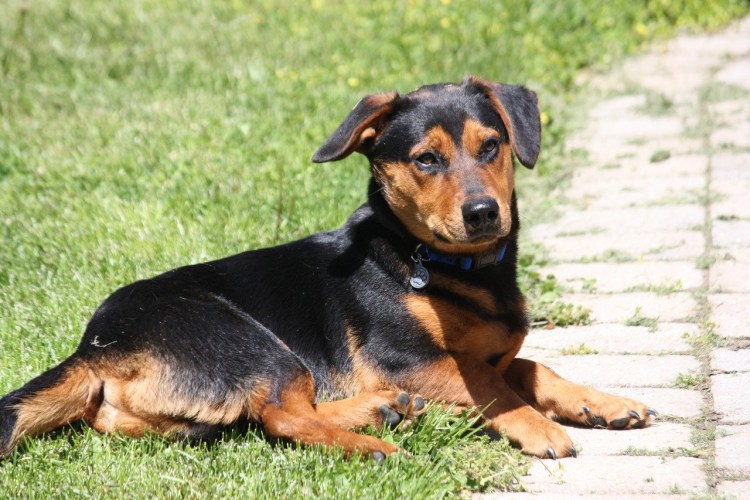 Ротвейлер и такса