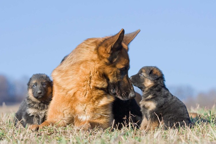 Такса Старая порода