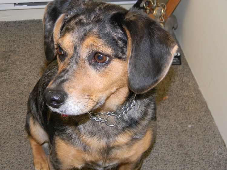 Помесь таксы и овчарки