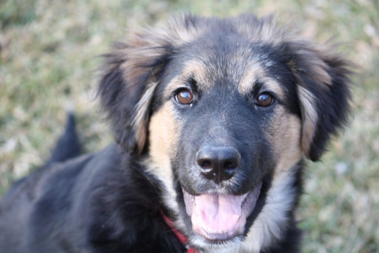 Грецкая овчарка