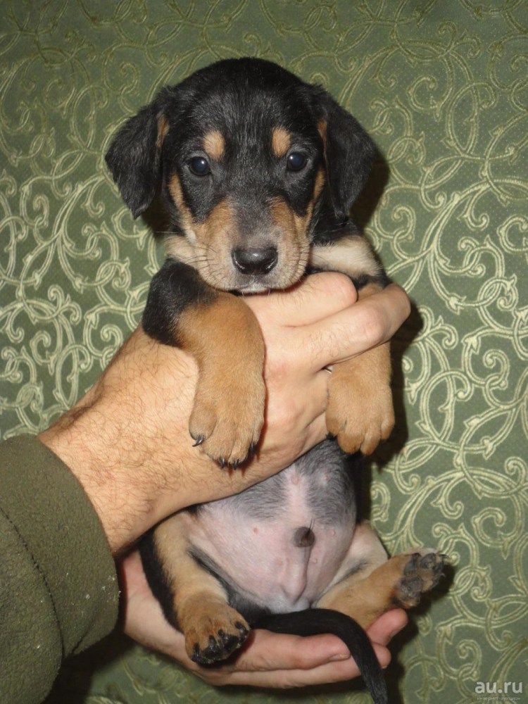 Помесь таксы и овчарки