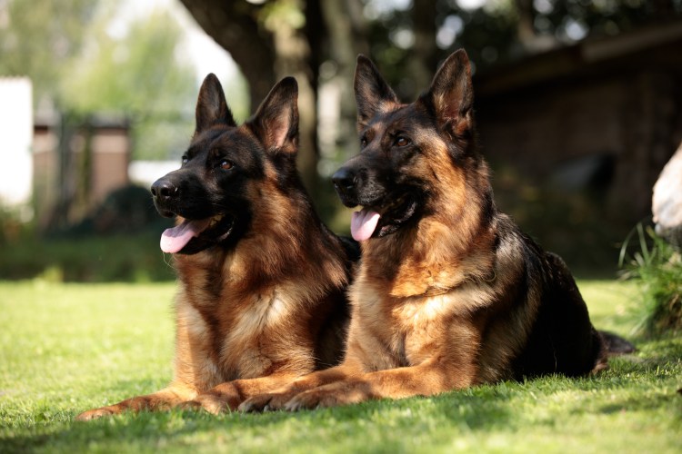 Немецкая овчарка и такса