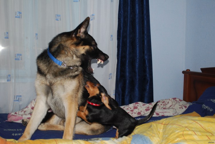 Немецкая овчарка и такса