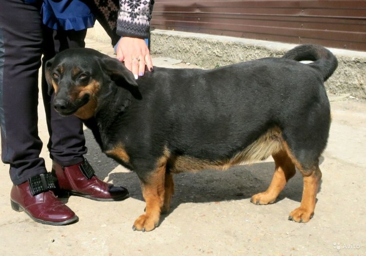 Метис таксы и овчарки