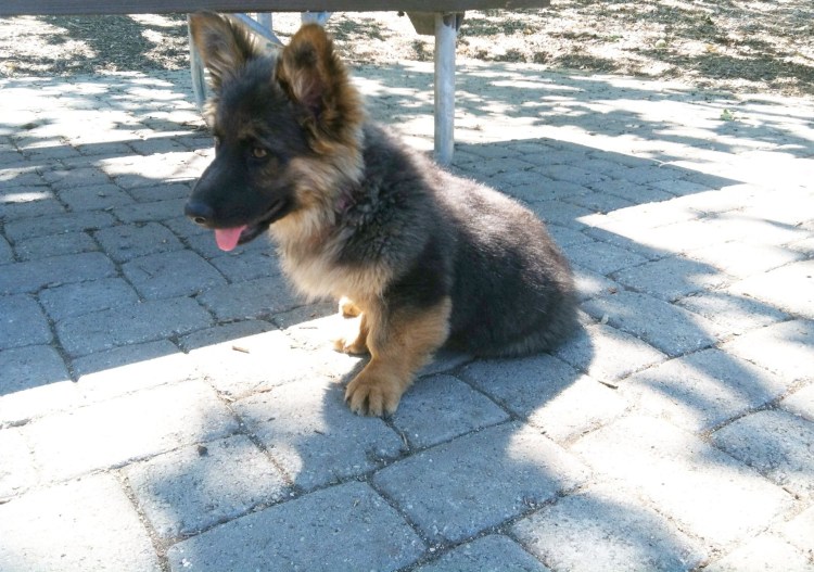 Овчарок терьер