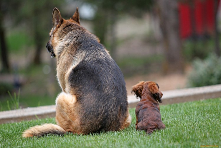 Овчарка такса