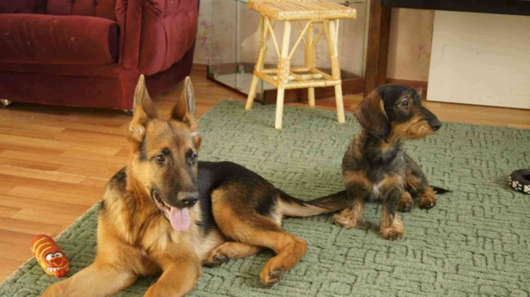 Собака такса и овчарка