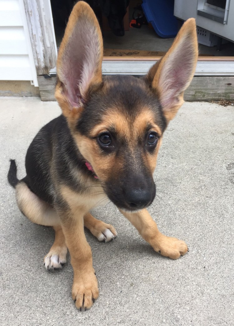 Помесь корги и овчарки