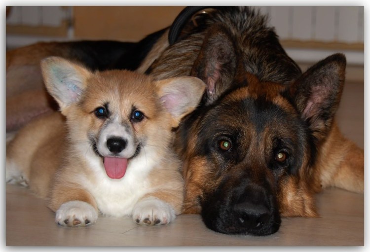 Немецкая овчарка и вельш корги