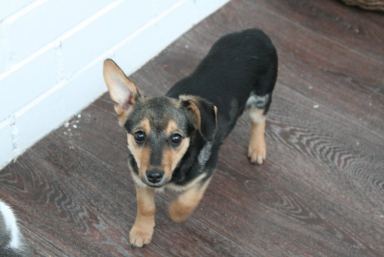 Метис таксы и немецкой овчарки