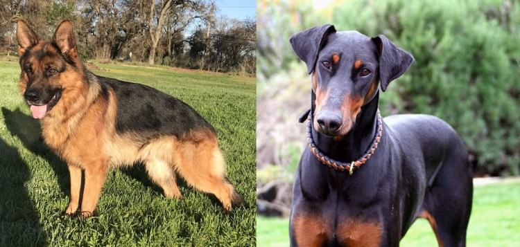 Немецкая овчарка щенок и взрослый