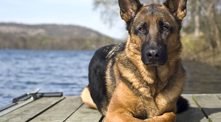 Винтажная немецкая овчарка