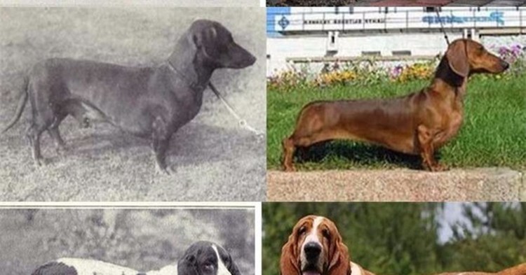 Вельш корги овчарка