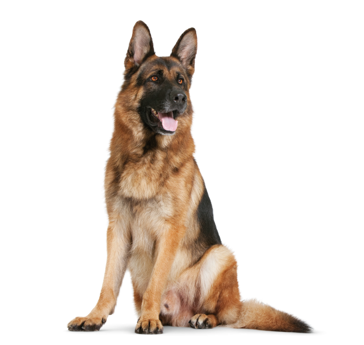 Немецкая овчарка на белом фоне