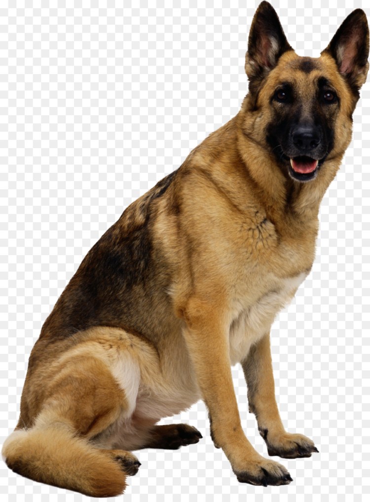 Собака German Shepherd