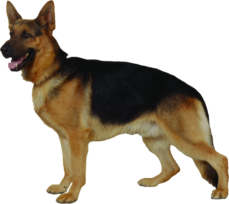 Собака немецкая овчарка