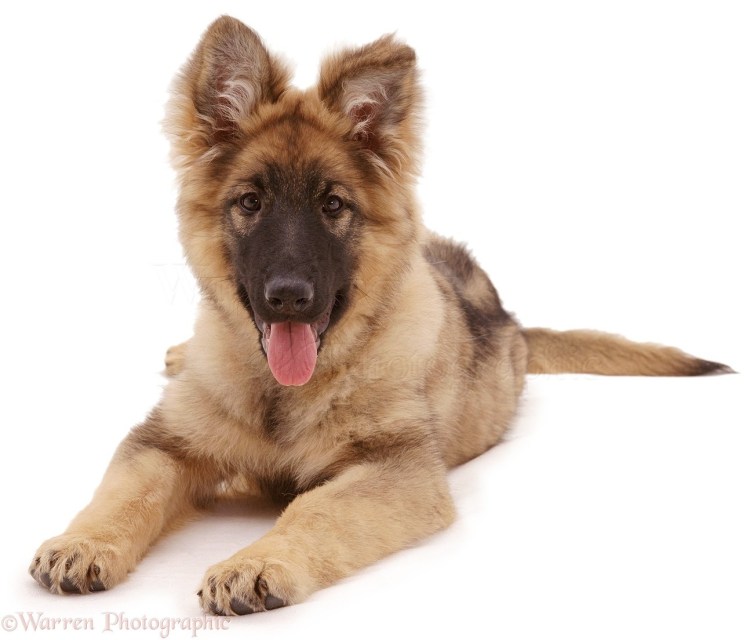 Собака овчарка на белом фоне