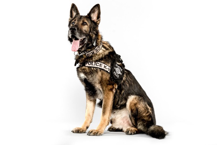Служебные собаки